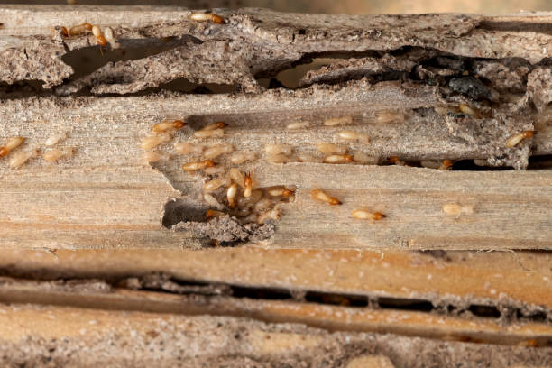 Best Commercial Pest Control Services  in Holtville, AL